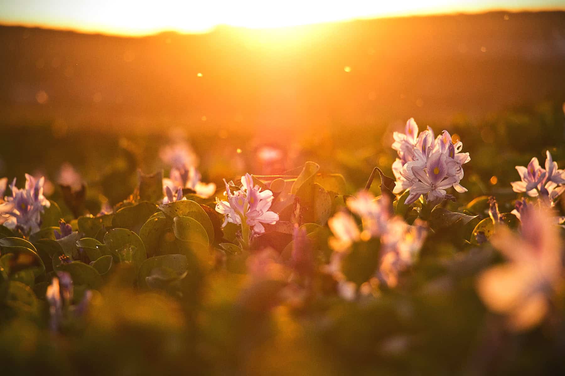 Bliss